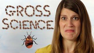 What is Gross Science?