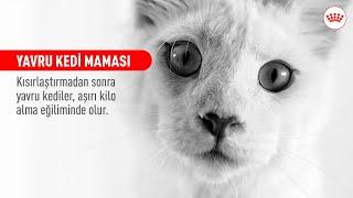 YAVRU KEDİ MAMASI | YAVRU KEDİNİZİN BENZERSİZ İHTİYAÇLARINI KARŞILAYIN #ROYALCANIN