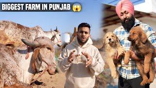 Biggest Dog Farm and Desi Cow Farm in Punjab, India