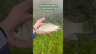 Поклёвка карася пасмурным утром 01.06.25 #шортс #лето #рыбалка #пруд #дача #участок #подмосковье