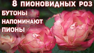 8 лучших сортов пионовидных роз. Цветут обильно и ярко все лето невероятными помпонами!