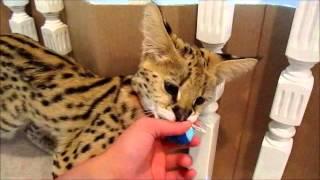 Seada the serval growling