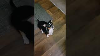 Wanna see the #lambada #dance #dog #chihuahua #pawlove #shortsyoutube #animals #pets #animals #dogs