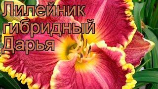 Лилейник гибридный Дарья (hemerocallis)  лилейник Дарья обзор: как сажать рассада лилейника Дарья