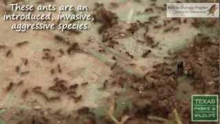 Stop Invasive Fire Ants - Texas Wildlife Diversity Program