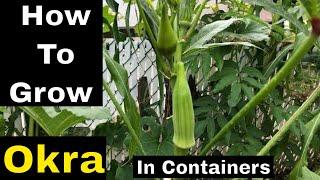 How to Grow Okra in containers