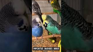 Which colour budgies best for breeding || cute pets birds || TUSHAR SHIRODE||