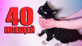 Спасение кота от клещей. Котик ищет дом / SANI vlog