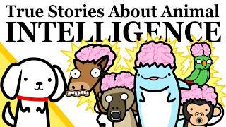 Animals With A Higher IQ Than You