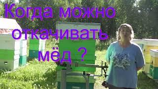 Когда можно откачивать мёд?