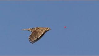 Hunting Skylark Using shotkam and Gemini Chokes - Caccia all'allodola - صيد مطوق  season 2022 part2