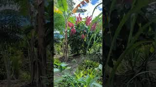 Remarkable Red Ginger, Exotic Emperor's Candlesticks & Ferns Fake Animal Trail, Cross Seminole Trail