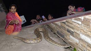 विशालकाय चंदन बोडा साप घर में आ जाने से परिवार परेशान Giant Russell Viper snake rescue