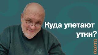 Куда улетают утки? Валерий Кузенков о зимовке уток.