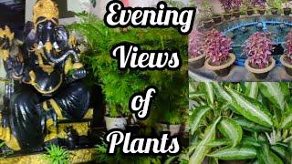 Evening Views of Beautiful Plants | Lipsha world