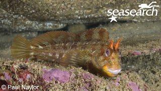 Seasearch Talk - Animals in action with Paul Naylor