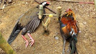 สาวดอย Create traps like no other to catch pheasant and wild chicken