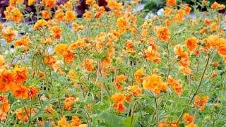 Best Perennials - Geum 'Fire Storm' (Avens)