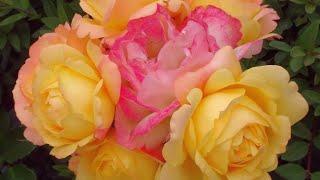 ТОП 10 восхитительных роз флорибунда / TOP 10 amazing floribunda roses