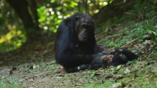 Explore Gombe National Park, Tanzania.