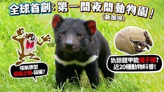 【世界動物園開箱】世界第一間夜間動物園!新加坡夜間動物園!近20動物科普!犰狳，鎧甲能擋子彈?袋獾惡魔叫聲?西倉鴞哈利波特寄信貓頭鷹?導覽員帶客人看秘境?【許伯簡芝】