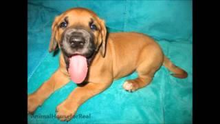 Newborn to 8 Weeks in 1 Minute: Male Great Dane