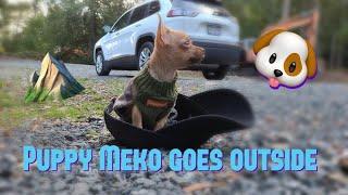 Chihuahua puppy goes outside he’s not impressed!