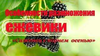 Особенности размножения ежевики.Cаженец ежевики сажаем с корнем осенью