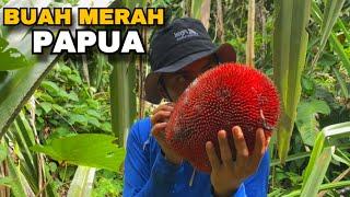 Buah-buahan dari hutan PULAU tak berpenghuni Papua - Kin Survive Trip To Papua #2