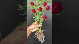 Propagate Rose plant From cutting #Rose#shorts #youtubeshort #Short #Mita'sgardeningtrick