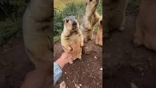 Mormots Video #Mormots