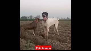 Bully Gultair Cross Mix Dog Pair #pets_loveria