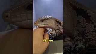 Blue-Tongued Skink | The Best Reptile Pet! 