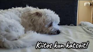 Nyt olis kaivannut lisätunteja päivään!#arkivlog #dailyvlog #cotondetulear #vlog