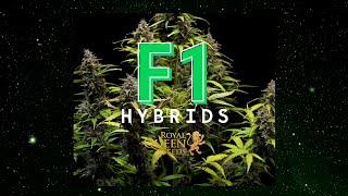 RQS F1 Hybrids - Cannabis Cultivation Will Never Be the Same