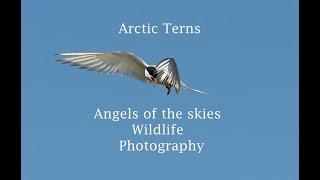 Wildlife  Photography Arctic Terns in flight angels of the skies