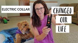 Electric Collar Training for Dogs | Review