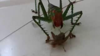 Crazy Katydid chases a cricket - real life pokemon