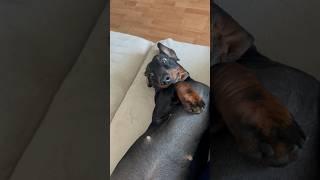 Что делают  на нашем канале, которые не любят собак?! Такса Ева-Королева. Такса лучшая собака