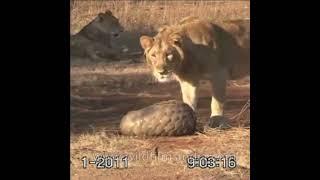 Pangolin fights off Lions by curling up! #shorts #wildlife