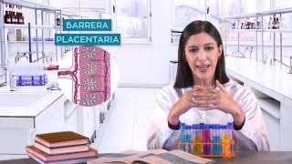 La gestación - Biología - Clase didáctica - USMPTV