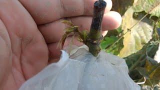 Mango Grafting Best Month To Graft Mango Tree