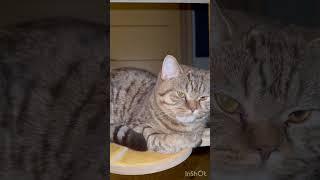 Самый крупный кот! Не кот, а котище!