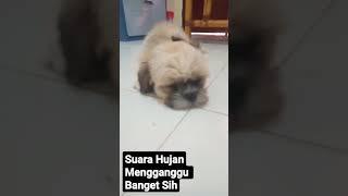 Hujan Nya Turun Lebat Banget [ Shih Tzu The Family ]