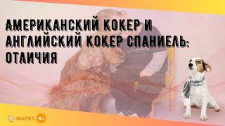 Американский кокер и английский кокер спаниель: отличия