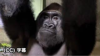 Gentaro's popularity is growing even more! Supassing Shabani?｜Momotaro family, Gorilla