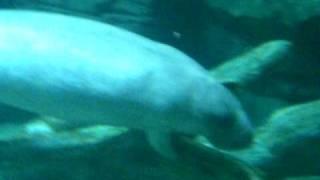 Manatee in aquarium