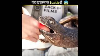 What Happens When A Turtle Bites You  #turtle #shorts #dastan #facts