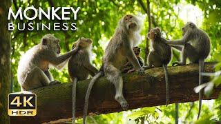 4K HDR Monkey Business - Life of Monkeys - Animal Documentary - Fun & Relaxing Music Video - No Talk