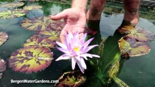 Nymphaea 'Foxfire' Annual Waterlily